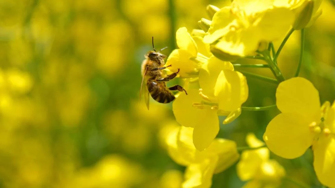 L’arrêté abeilles et pollinisateurs